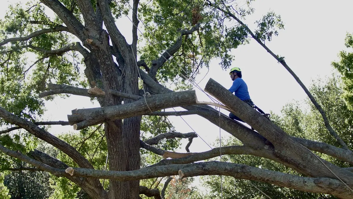 Professional Hazardous Tree Removal performed by certified arborists in Lyons